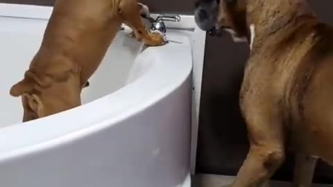 Boxer Pup Turns on the Tub