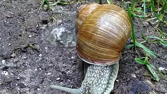 Schnecke