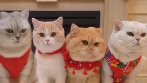 you se this katty cat so amazing 👏