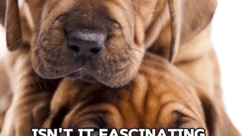 3 Reasons Why Dogs Care About Babies