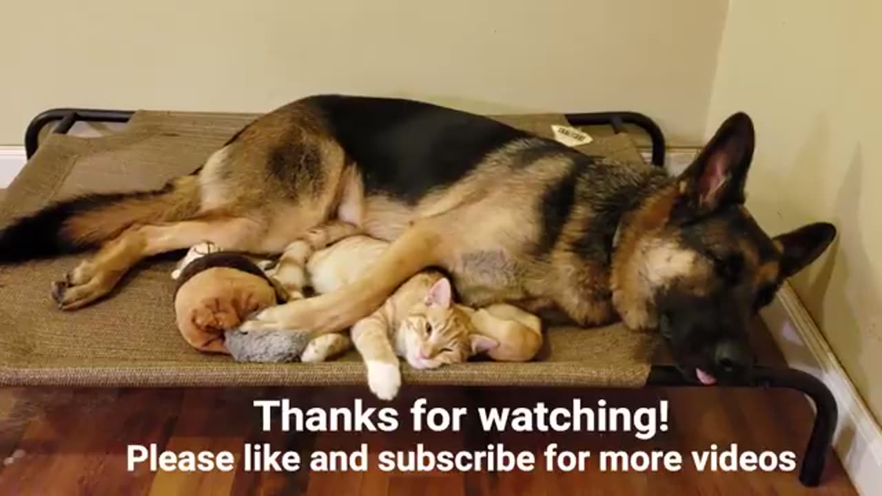 German Shepherd and Kitten Journey.