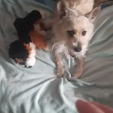 Luna and her toy 🤣🐕♥️