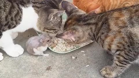 Cat and mouse become a family member