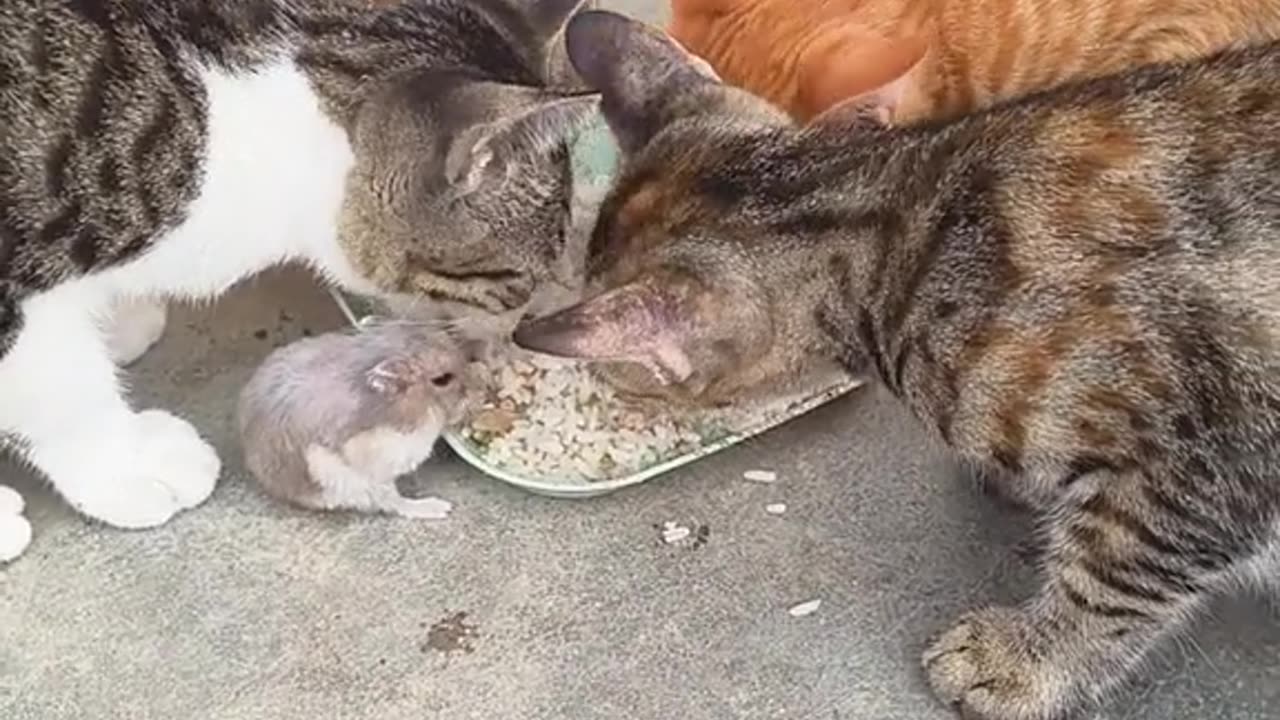 Cat and mouse become a family member