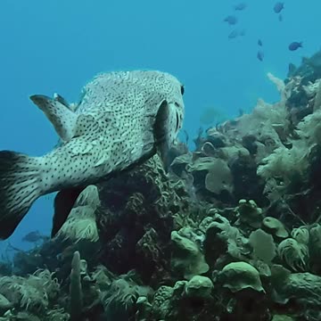 SEA CREATURES CAUGHT ON VIDEO