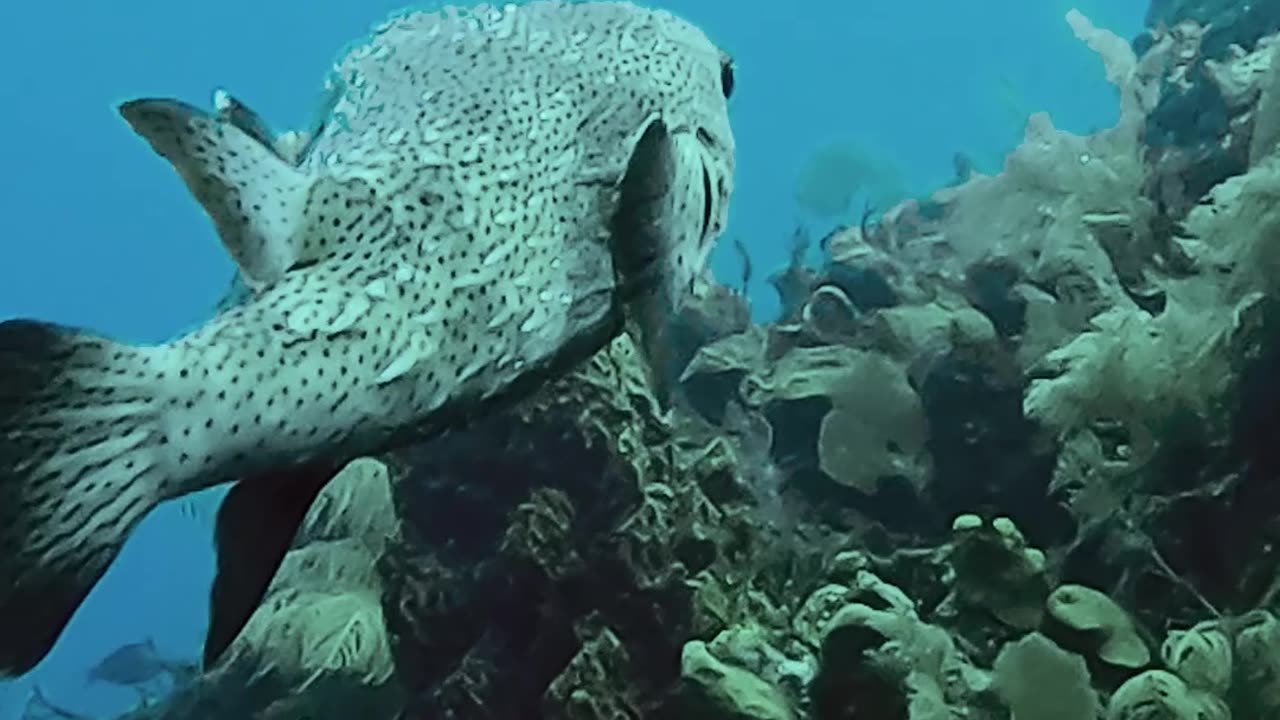 SEA CREATURES CAUGHT ON VIDEO