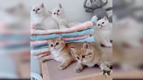 Cute cat video (41), cute and funny kitty, funny cat