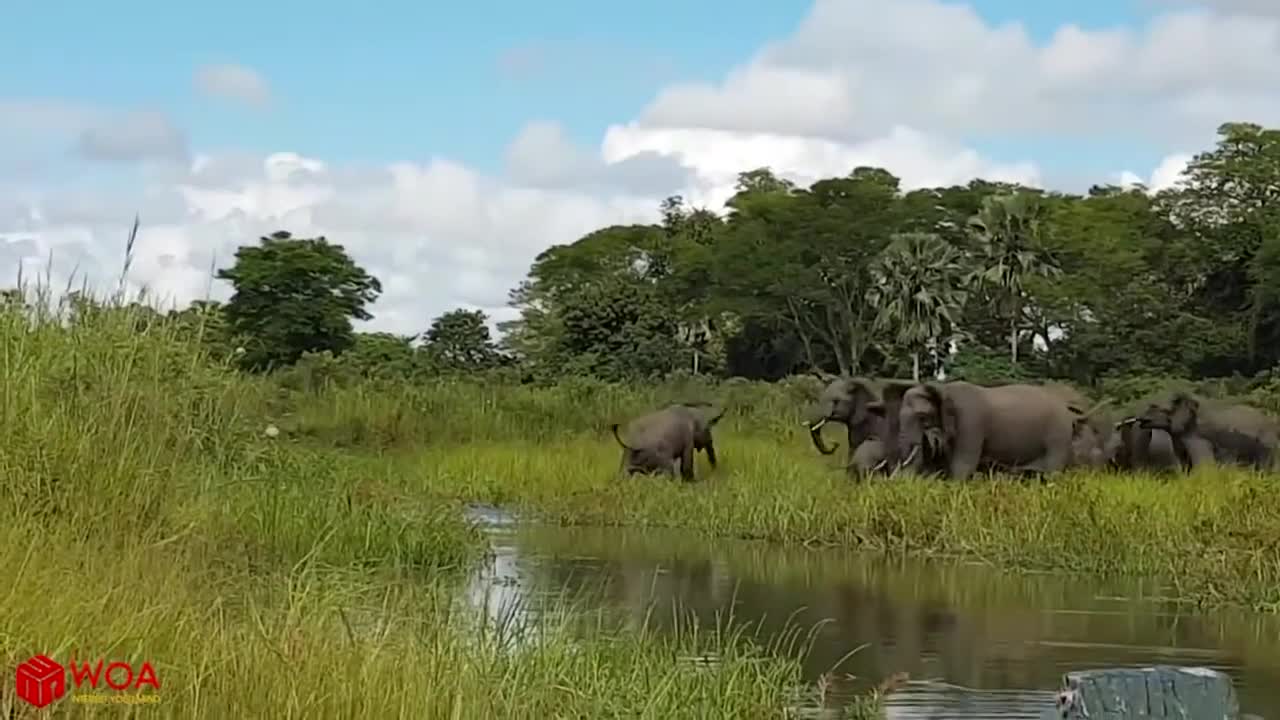 Elephants save their cub at a watering place