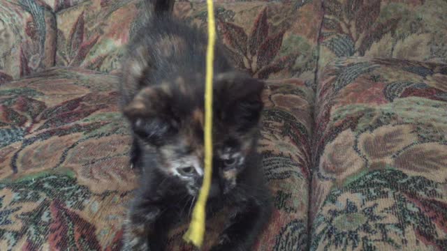 Luna the kitten playtime