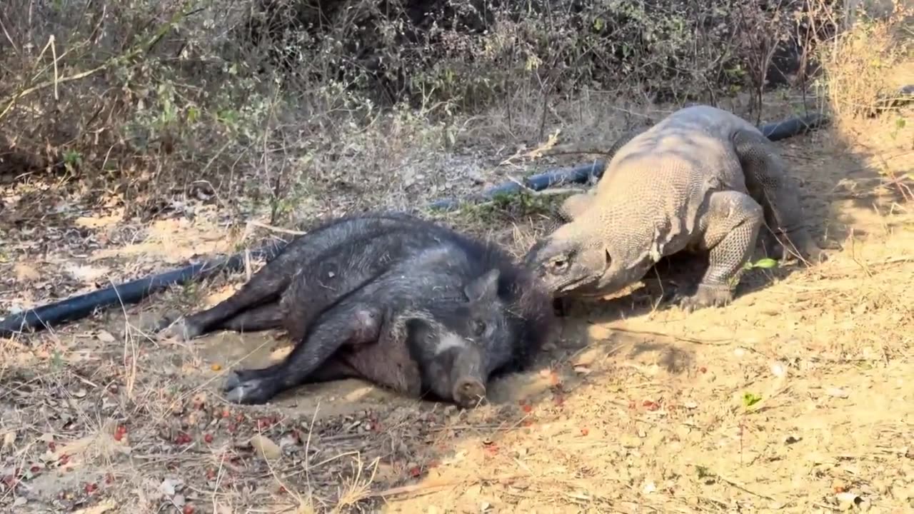 Dragon Komodo attacks wild Boar while sleeping