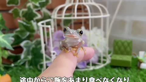 A frog that has stopped growing is too cute