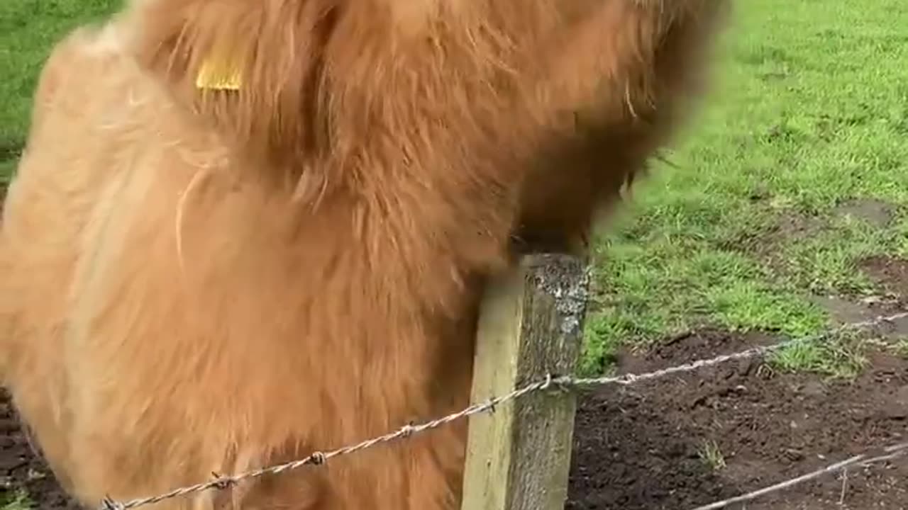 funny animal videos, wow animals, best animals videos