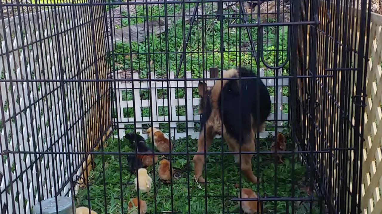 The Border Terrier & The Australorp