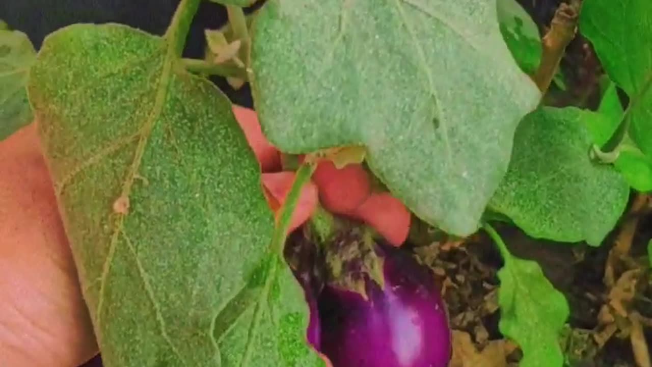 Farm Fresh Brinjals 🥰