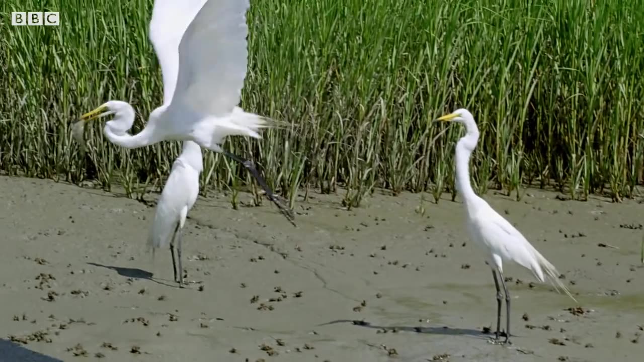 Dolphins and Birds Team Up to Go Fishing |