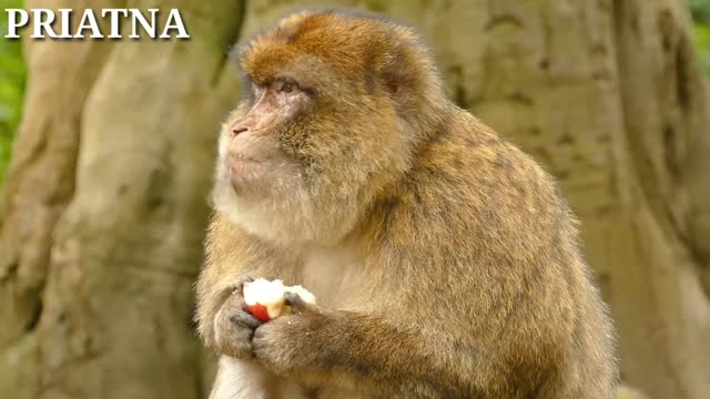 monkey eating funny video