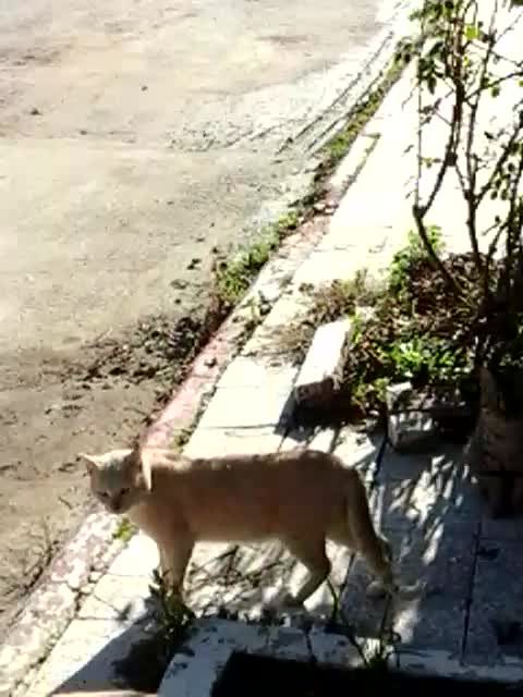 FIVE CAT VERY EXCITED