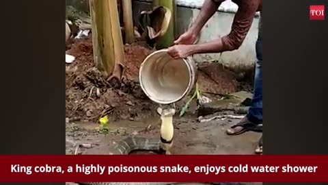 Watch:King cobra enjoy cold water showers