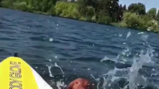 funny dog glides on the canoe🤣😂🥰