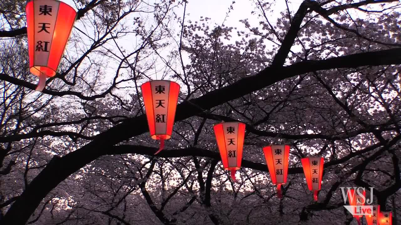 Japan's Cherry Blossoms Open Up to the World