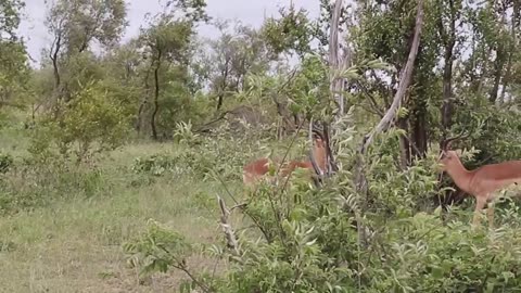 Impala Fighting