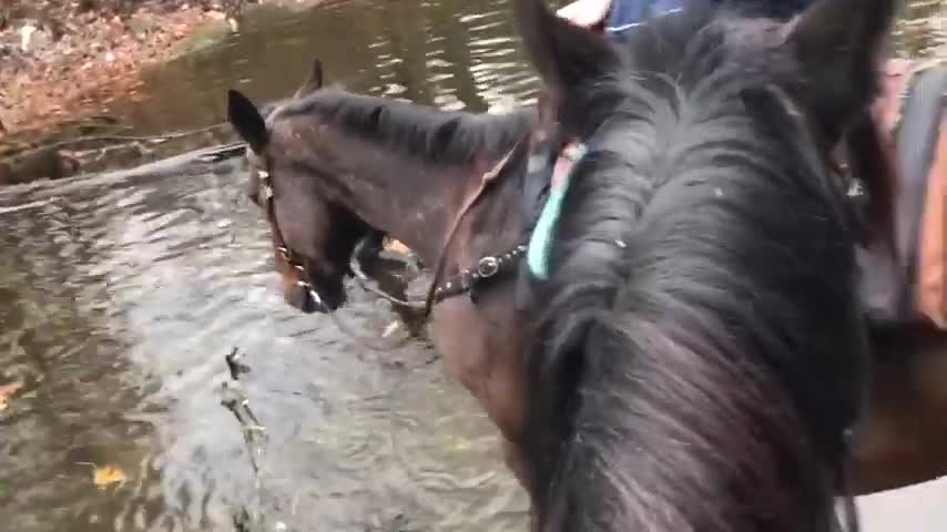 Horse Grins And Farts After Playing In Water