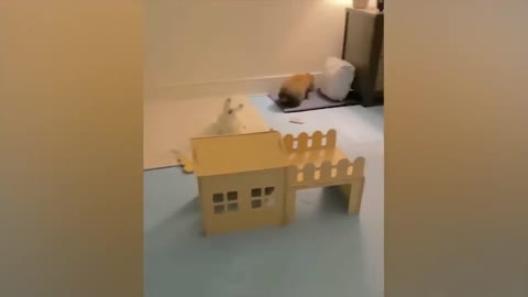 The most funny animals play with dogs and cats 2021 No #67