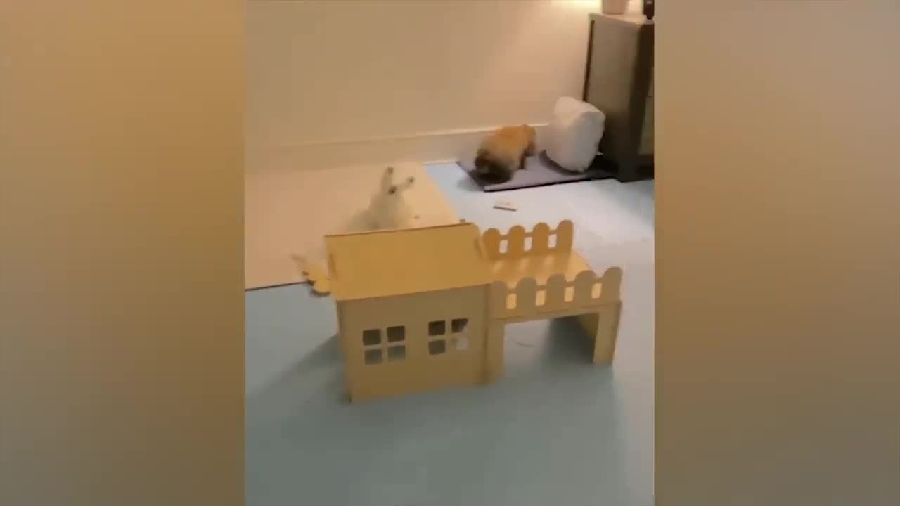 The most funny animals play with dogs and cats 2021 No #67