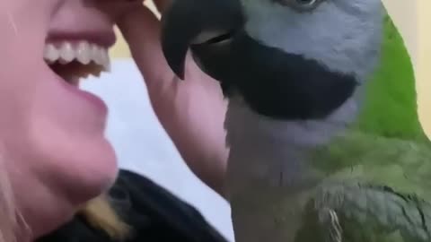 Parrot Mocks owner,s Cough//ViralHog