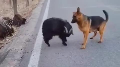 Goat said no to dog