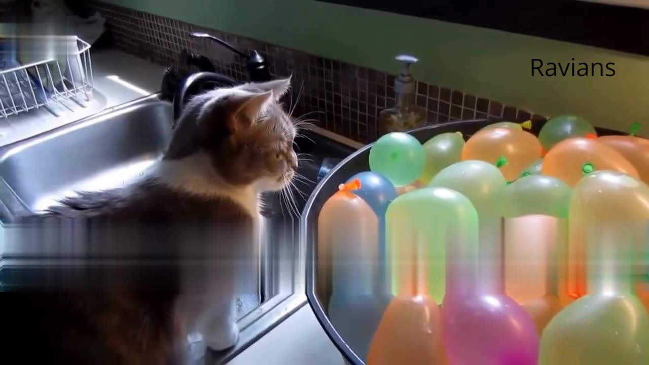 Cat vs Balloon: The Battle for Feline Attention