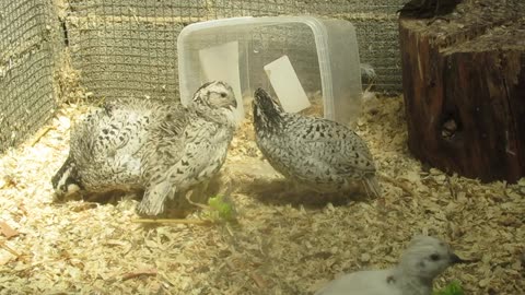 Red Silkie chicks (1)