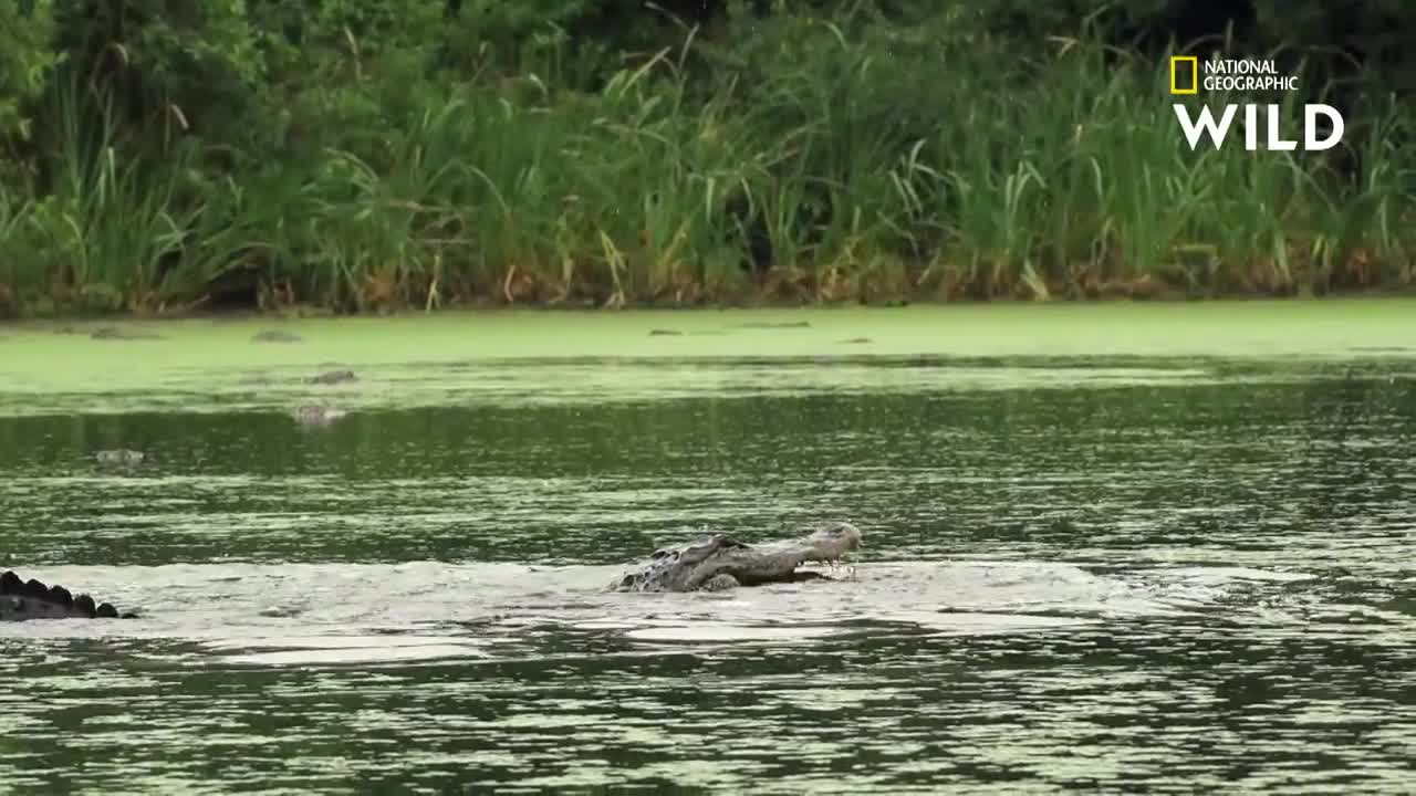 La stratégie de l'alligator pour dévorer une aigrette