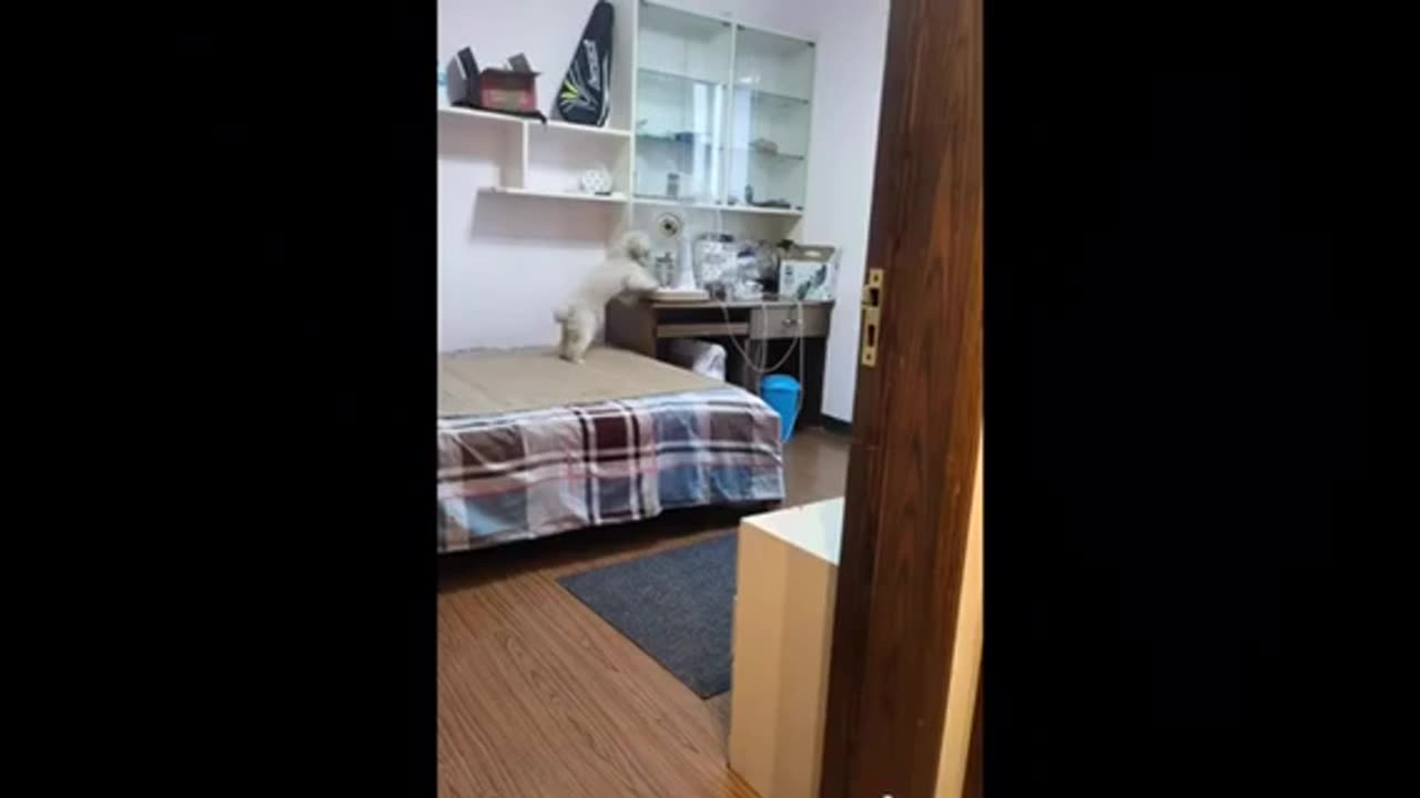 Funny animal videos 😂😂