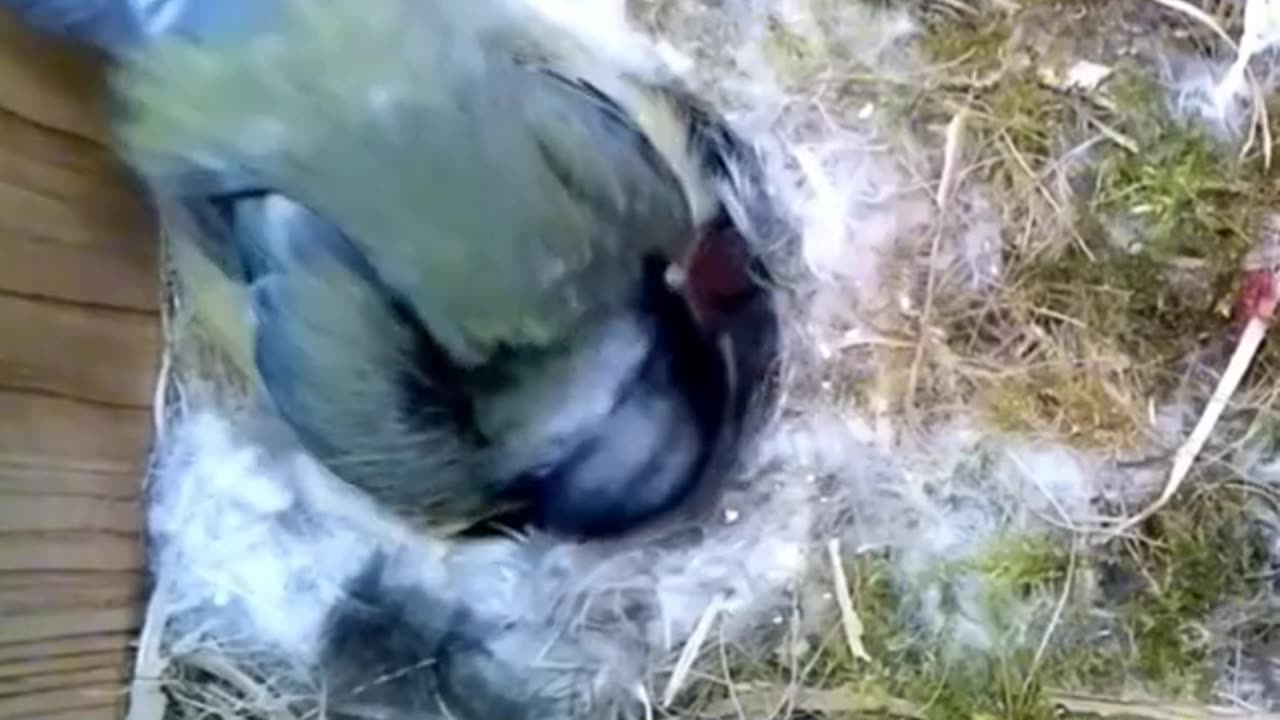 Little Birds 🐦 Making a Beautiful Nest//funny videos//funny animals