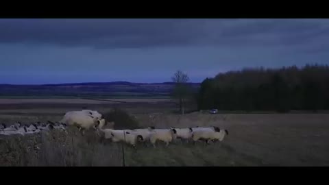 Jeremy's 'Disobedient' Sheep Provide Gerald With Some Work - Clarkson's Farm - Prime Video_Cut