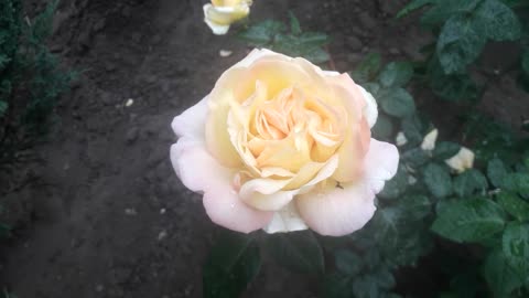 Rose and birdsong