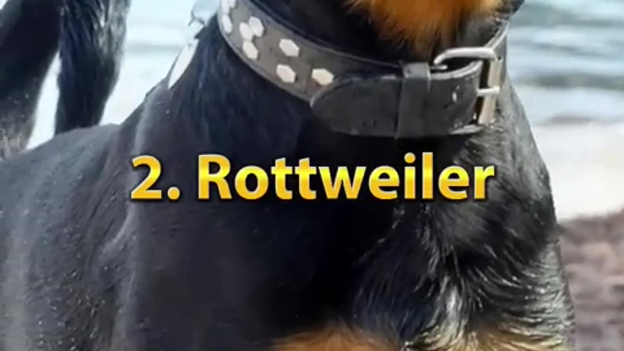 Top 10 most dangerous dog in the world ......................................