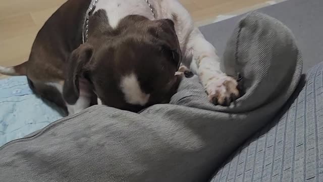 Puppy playing tug with a cushion