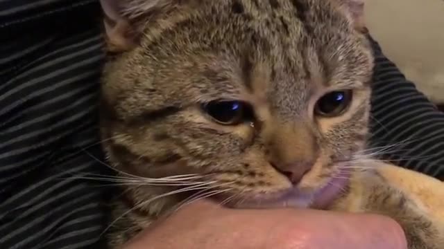 The cat on the owner