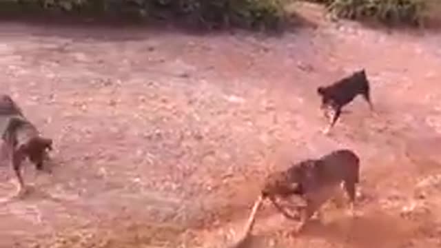 snake fight with dog