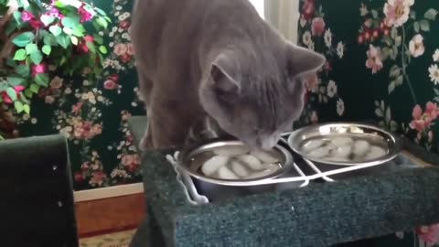 Cat Trying To Eat Food in a different and funny way. Cat Funny Video