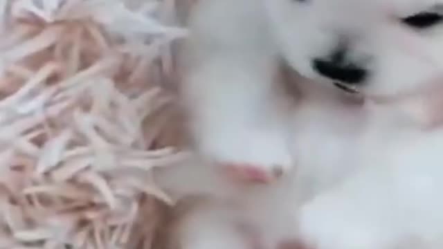 Cute Cat Singing