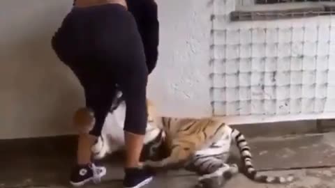 Tiger Happy To See His Owner