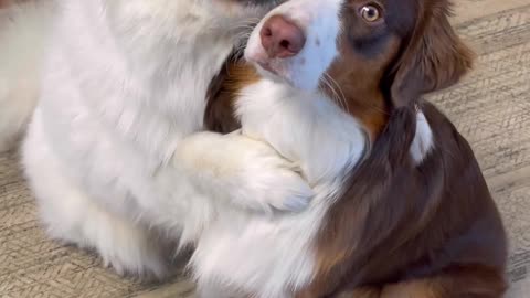 HUGS ALL DAY! These dogs love to hug