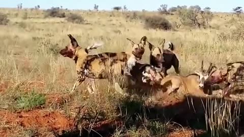 a group of hayna hunting deer