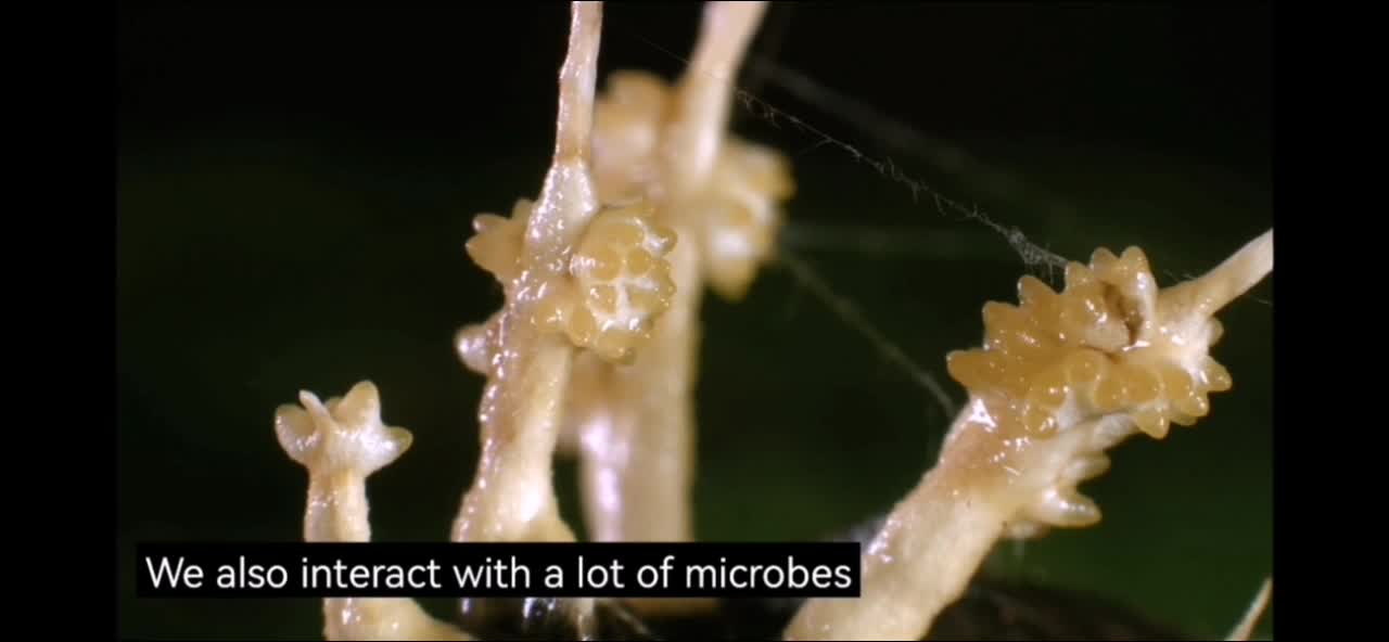 The biology Behind The last of us 🍄🧟