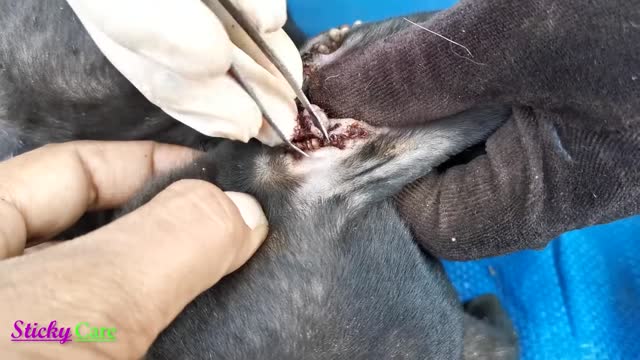 Removing All Ticks From Dog - Dog Ticks Removing Clip - Ticks Removal Videos EP-5