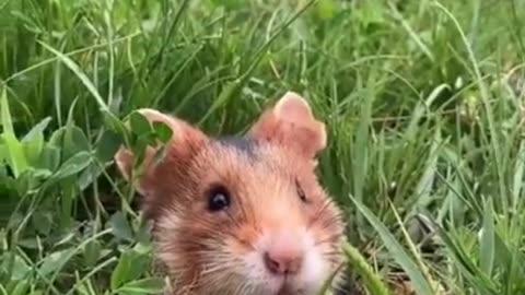 Funny And Cute Animals Short #88