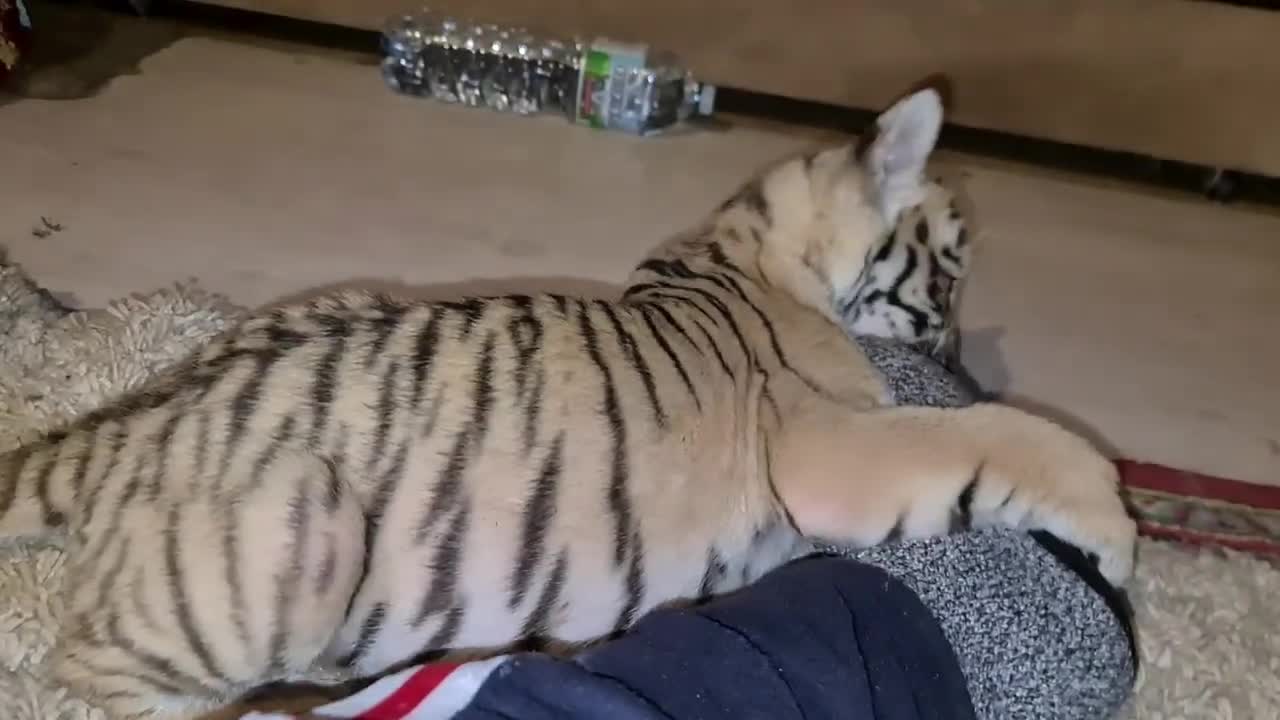 Тигренок Камри играет, новости по леопарду и пуме_Camry tiger cub plays, leopard and cougar news